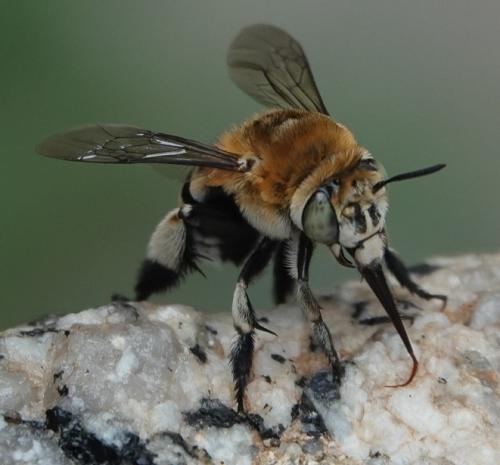 Réf. 347 580 : Amegilla quadrifasciata